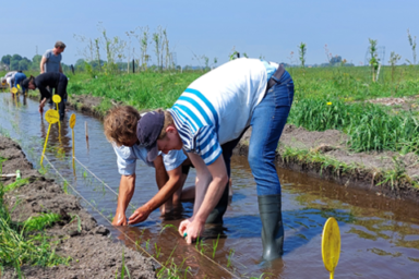 Educational experiment with polder rice