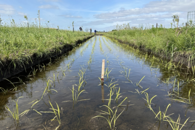 Start pilot cultivating rice on peatland