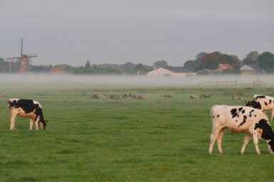 Wat groeide er vroeger op de plek van onze polders?