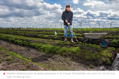 Eetbare moerasplanten in de polder