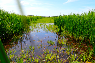 Stekelige waterplanten verbeteren de boerensloot