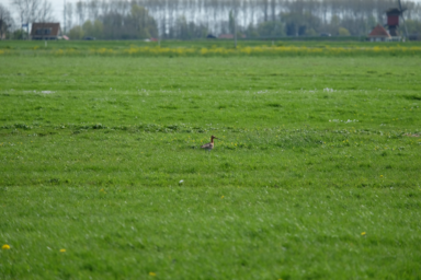 Ruim baan voor de weidevogel