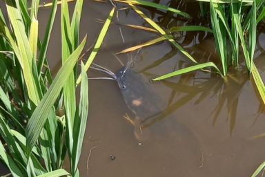 Hoe een vis de rijst in de polder kan beschermen