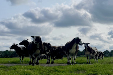 Gemeente Teylingen trekt gunning Boterhuispolder in