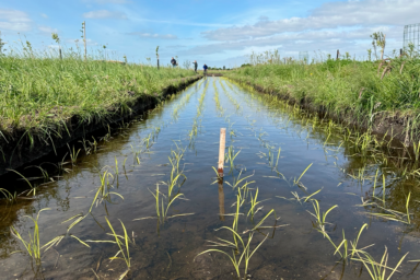 Vissen tussen de rijst