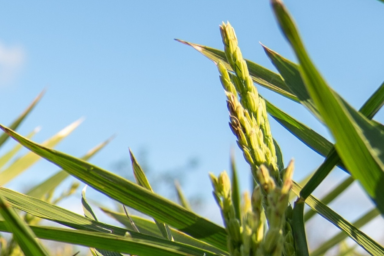 Opschaling rijstteelt