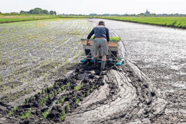 Rijst op grote schaal
