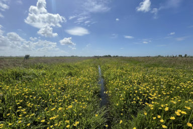 Furrows elevate groundwater levels