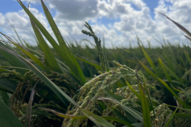 Werken aan de landbouw van de toekomst