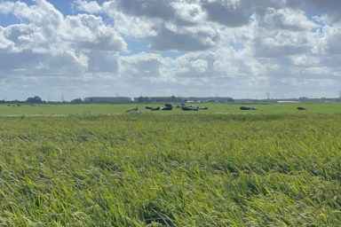 Wij.land Boerendag: "Kansen voor rijstteelt op Nederlandse veenbodem"
